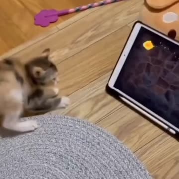 Kitten vs. Laptop Mouse! بچه‌گربه در برابر موش لپ‌تاپ!