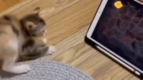 Kitten vs. Laptop Mouse! بچه‌گربه در برابر موش لپ‌تاپ!