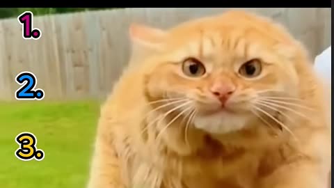 top 5 funny cat moments
