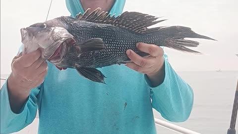 Giant sea bass