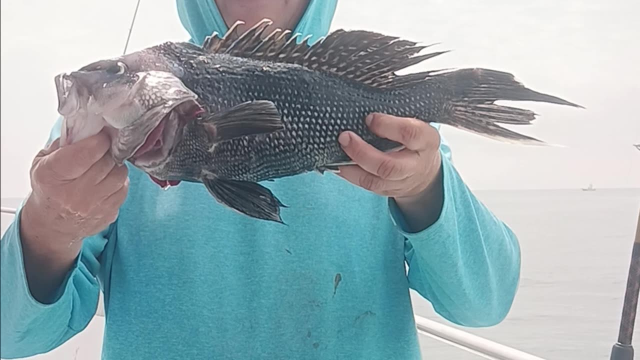Giant sea bass