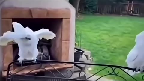 Dancing Bird