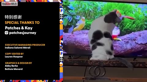 40斤超级大胖猫的减肥之路