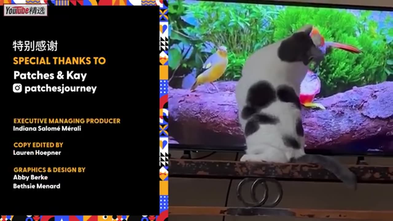 40斤超级大胖猫的减肥之路