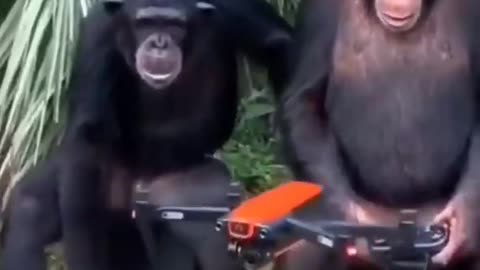 This chimpanzee does it better than me
