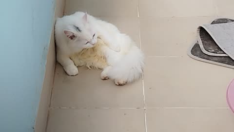 Cat cat