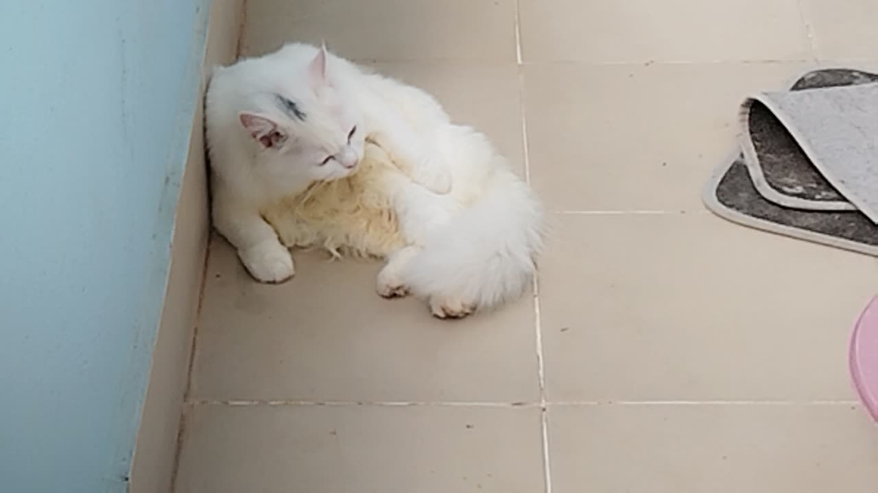 Cat cat