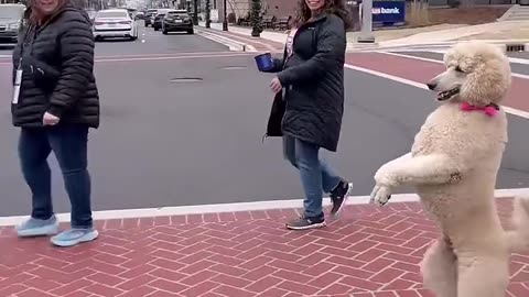 Dogs are the best imitators