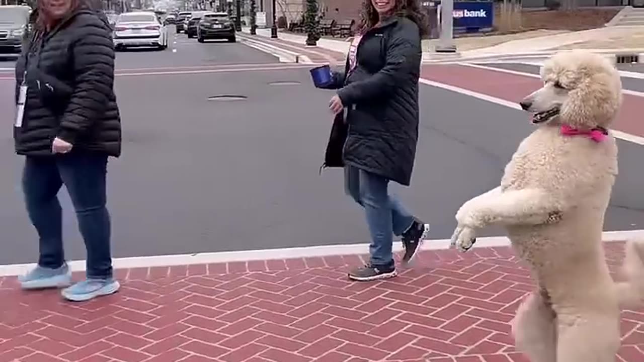 Dogs are the best imitators