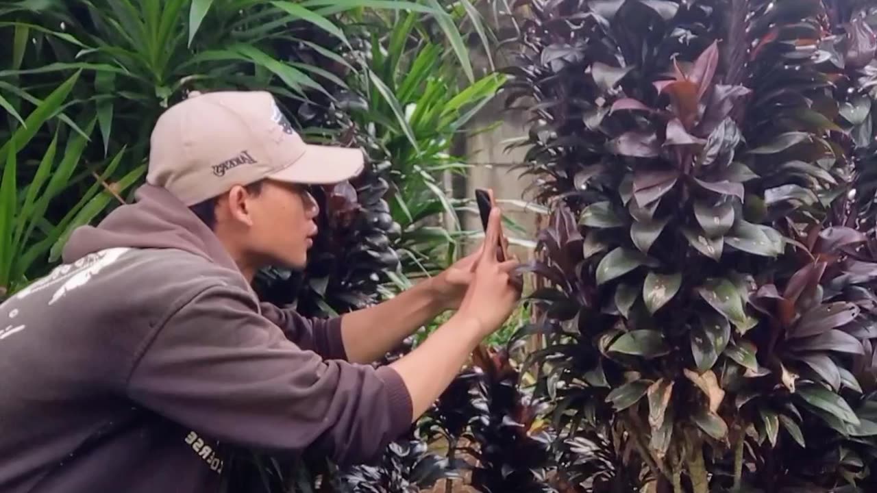 Plant cinematic