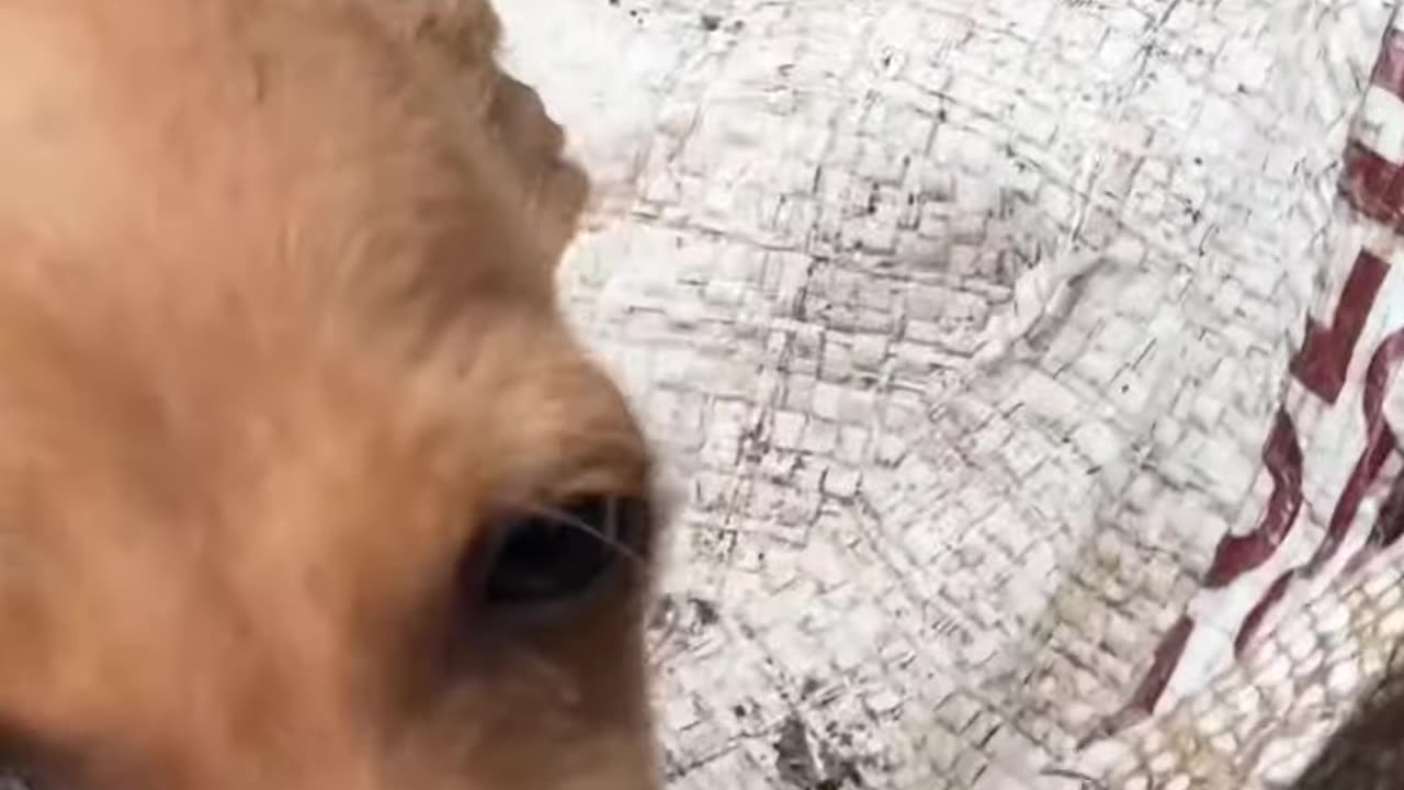 Is this puppy sick?