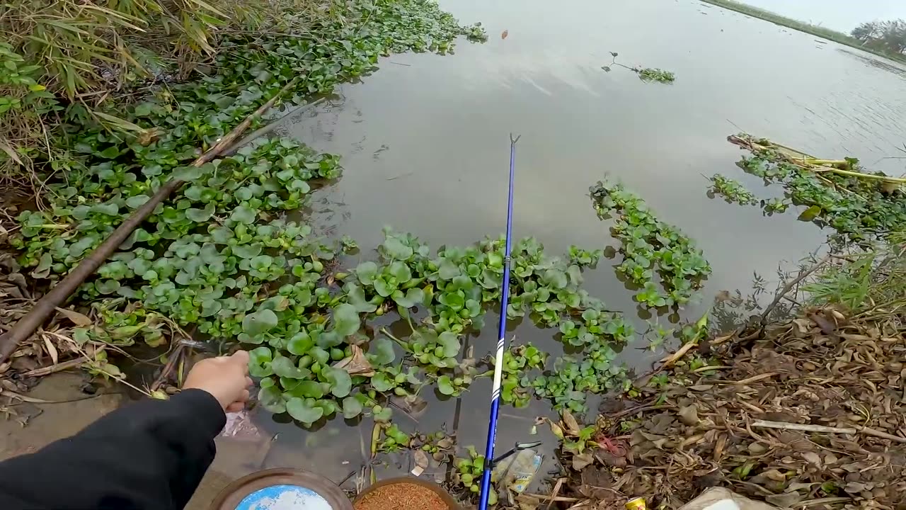 Goby Darts Beneath the Stones