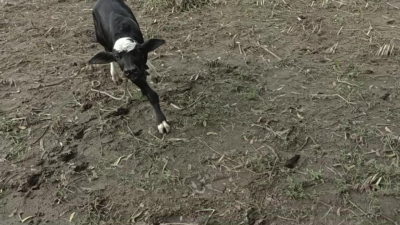 Calf Fun