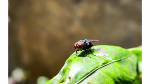 Swarm of flies upon spiritual Egypt