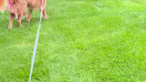 😂🐦 Apple Just Wanted to Say Hi | FunFM