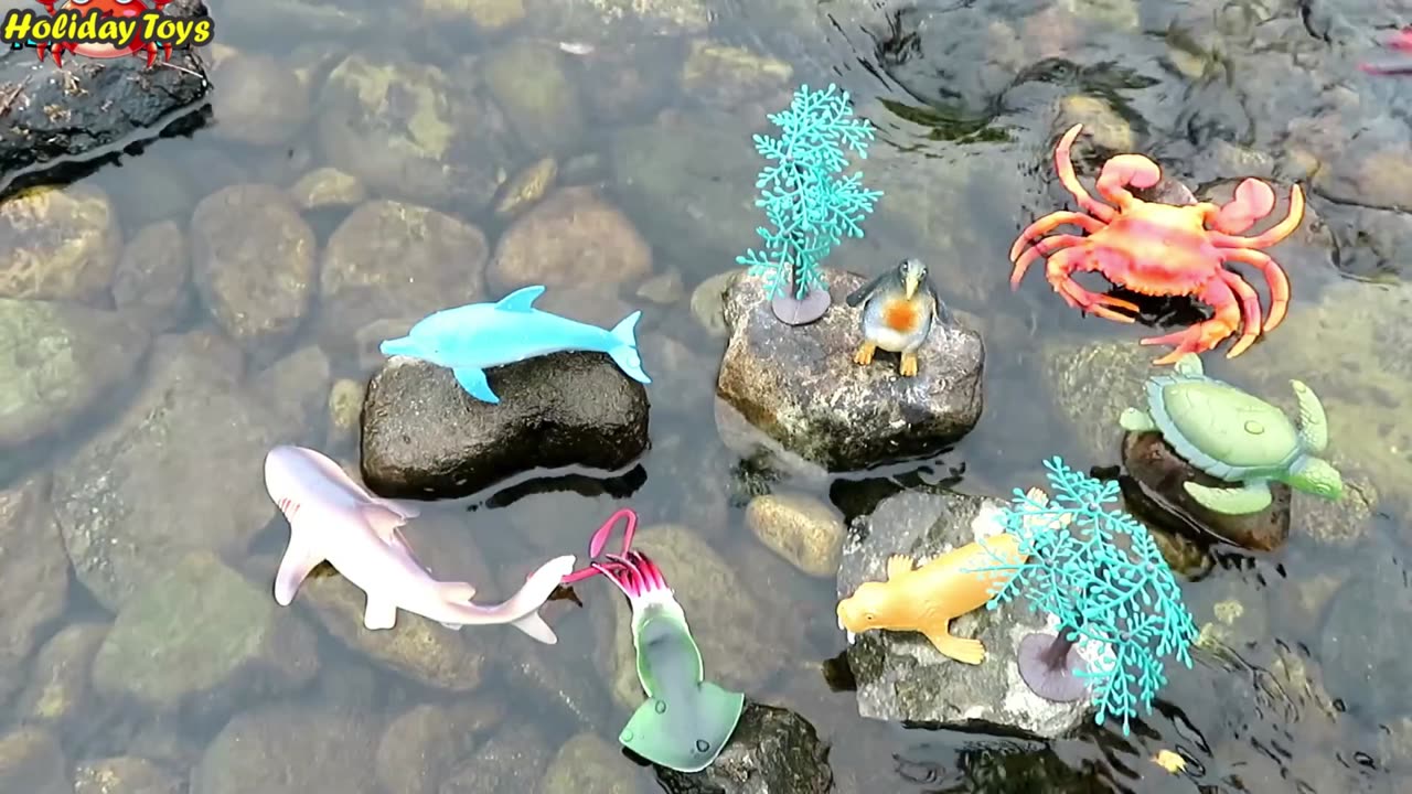 Visiting Seahorses Playing with Their Young on the Sand