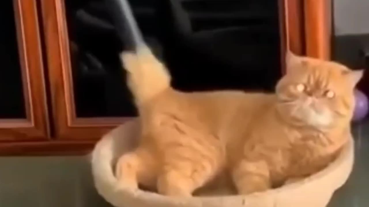 You Wonโt Stop Laughing! Funniest Cats Ever! ๐พ๐