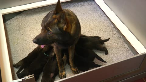 Protection Protection Dogs