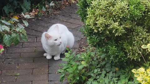 Beautiful White Cat In Great Britain.