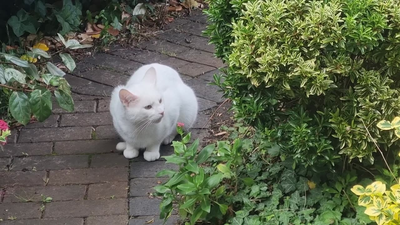 Beautiful White Cat In Great Britain.