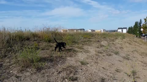Puppy chases a bird for the 1st time