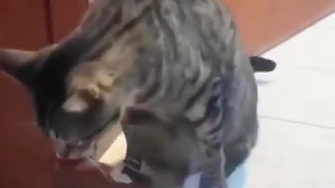 Copy Cats - Cats copying their owners