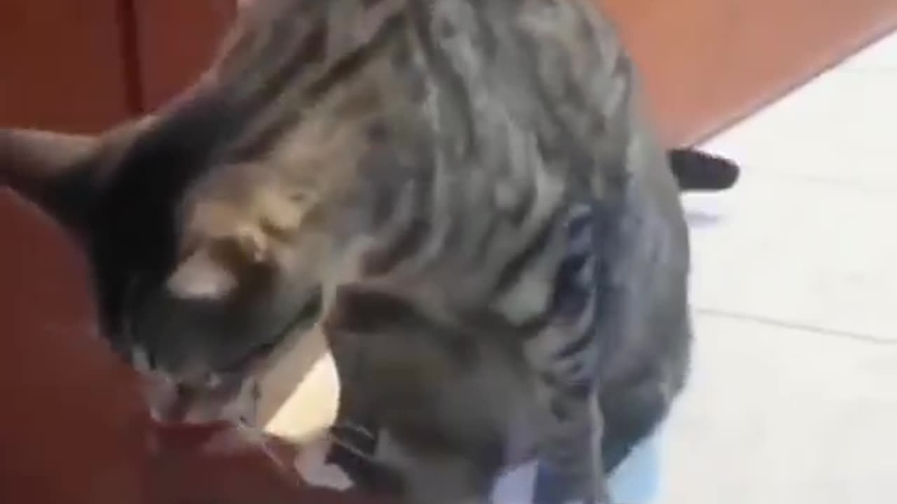 Copy Cats - Cats copying their owners