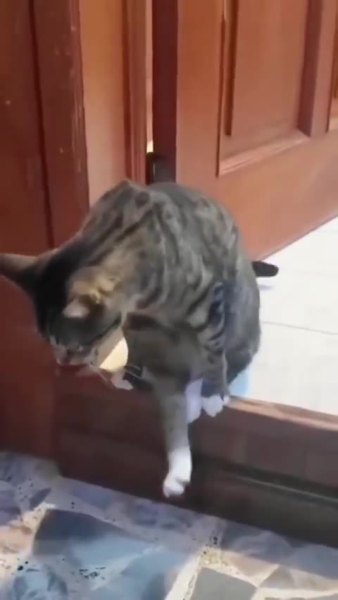 Copy Cats - Cats copying their owners