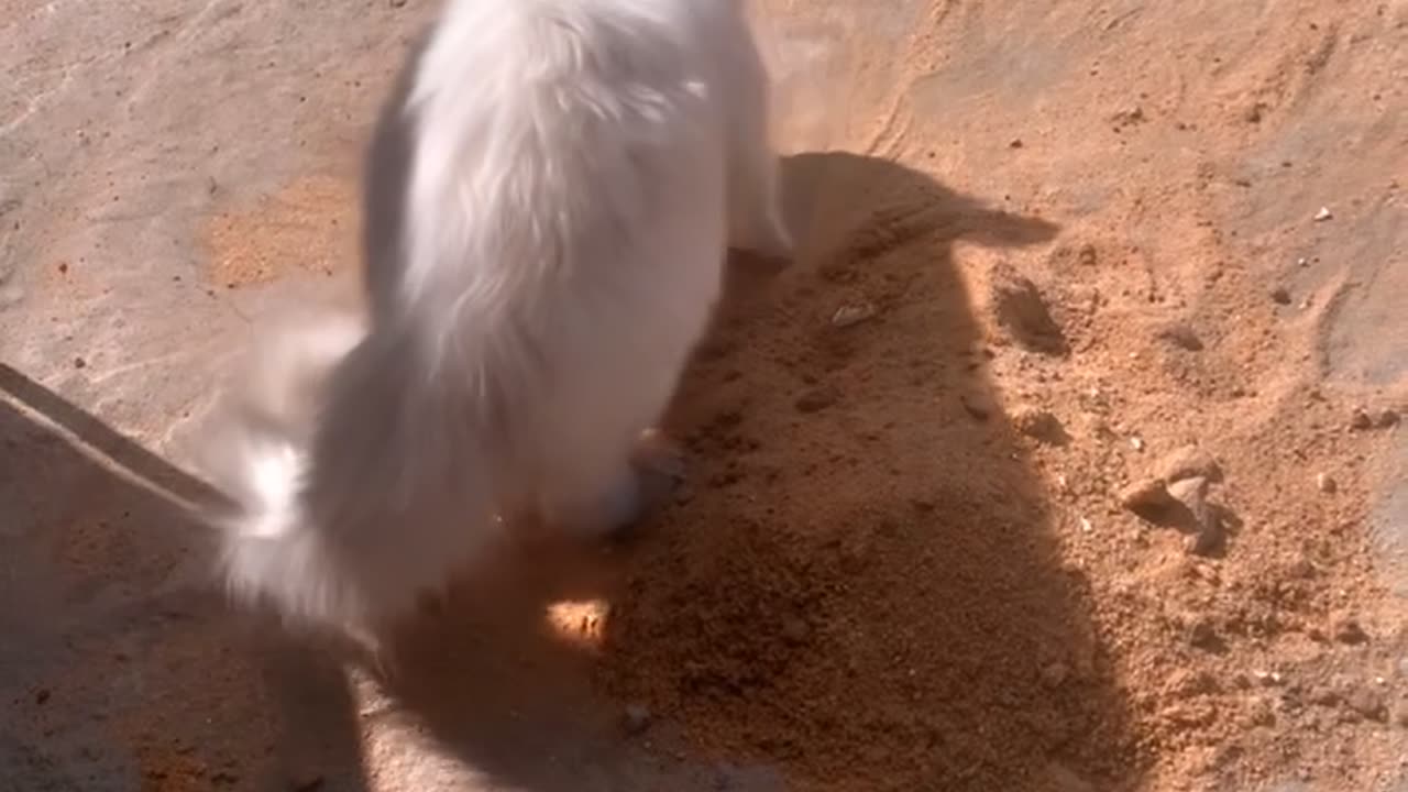 After finishing the cat's bath, deprive it of sand.