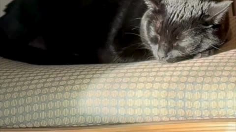 Cute Precious Piper Sleeps in the Sunny Spot on Her Throne - My Adopted Shelter Cat Vlog #shorts