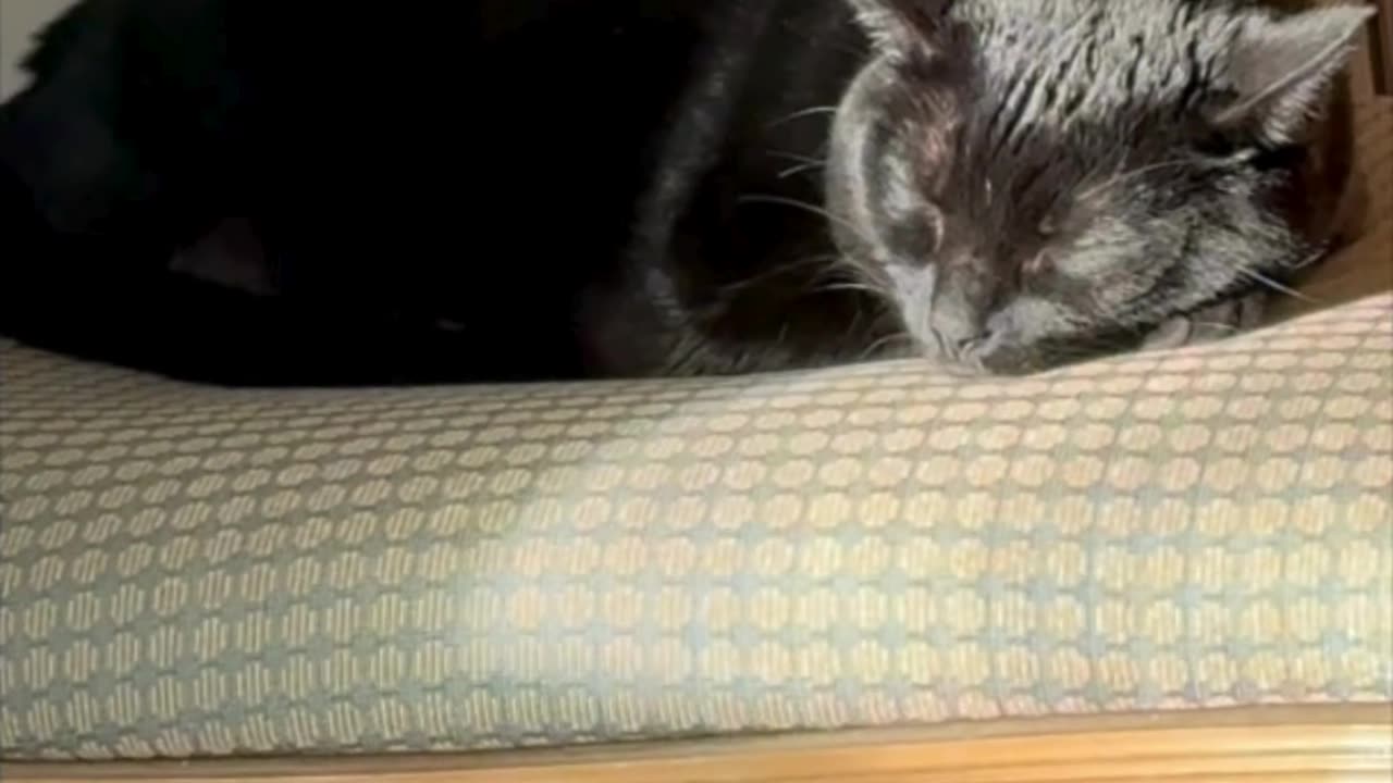 Cute Precious Piper Sleeps in the Sunny Spot on Her Throne - My Adopted Shelter Cat Vlog #shorts