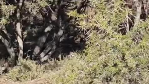 Cape Buffalo bulls fighting at Buffalo Bore Game Preserve Gannahoek South Africa