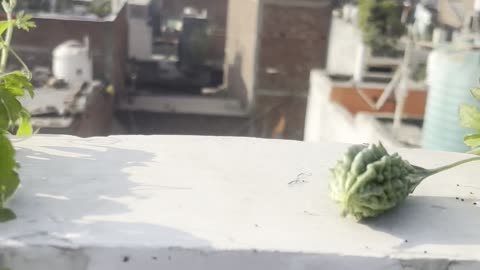 Bitter Gourd (Karela) Size Update from My Terrace Garden
