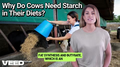 Why Cow Needs Starch in Their Diets