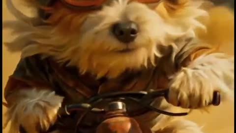 Puppy's Adventures