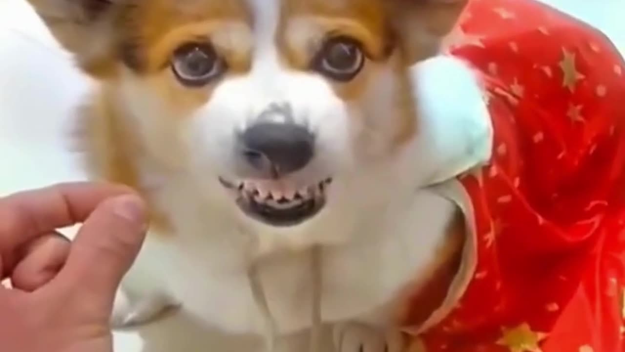 FUNNY ANIMAL COMPILATIONS - PART 73