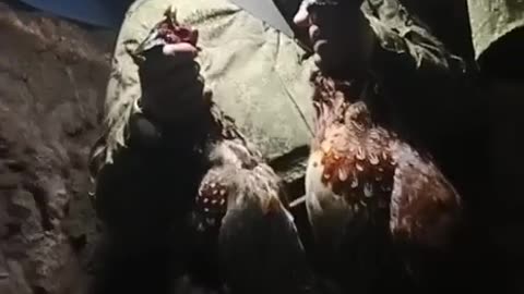 Look How Proud He Is( Chinese Mercenary Returns with Stolen Birds
