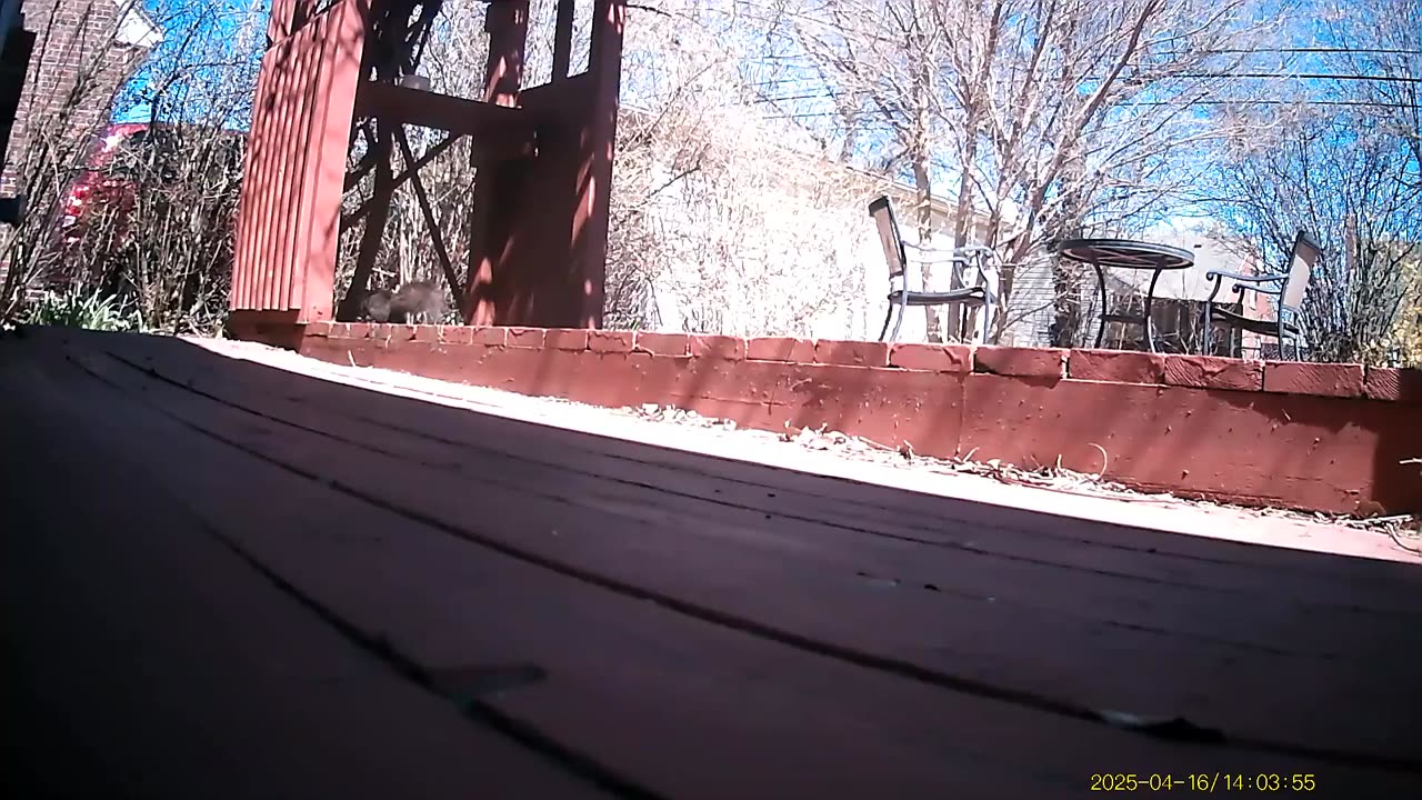 Wildlife Filmed By Haza PR800 Wild Camera, Dearborn, Michigan, April 12 To 17, 2025