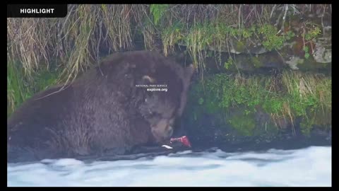 Katmai National Park Bear Feeding Live Stream!