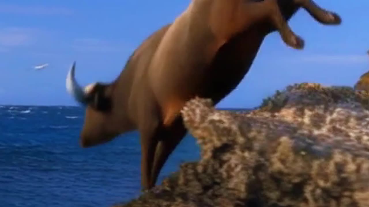 Philippine Tamaraw or Alpaca