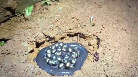 🤯✨ Rare Peninsular Caecilian Eggs Discovered! | FeedMyCuriosity