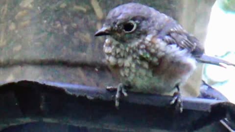 Bluebird