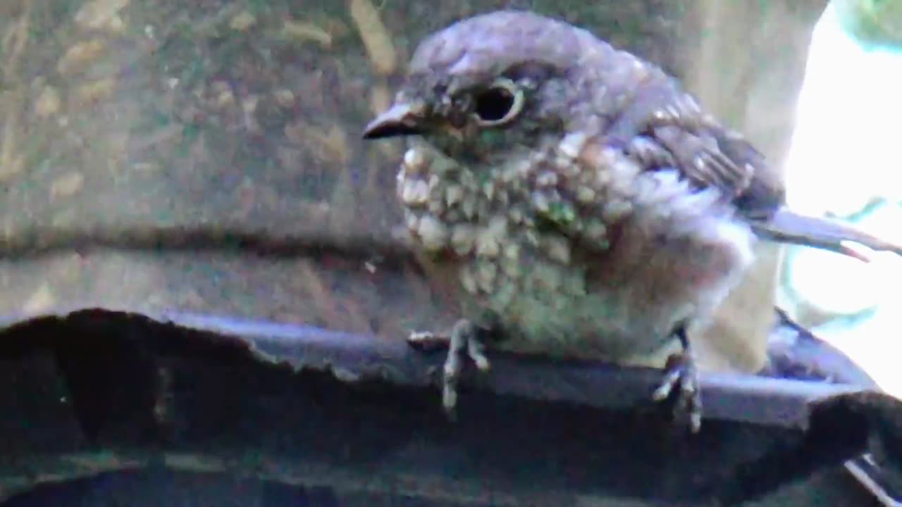 Bluebird