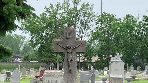 Robin sings on top of a Crucifix tombstone