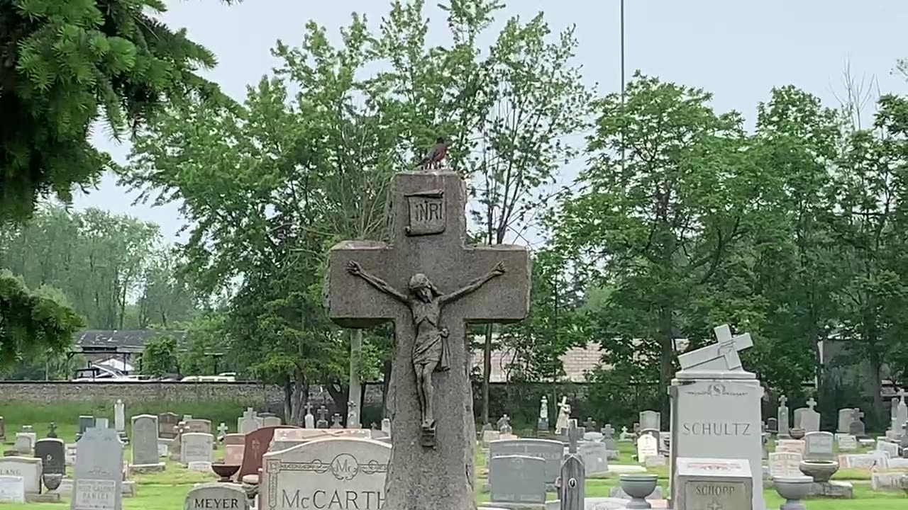 Robin sings on top of a Crucifix tombstone