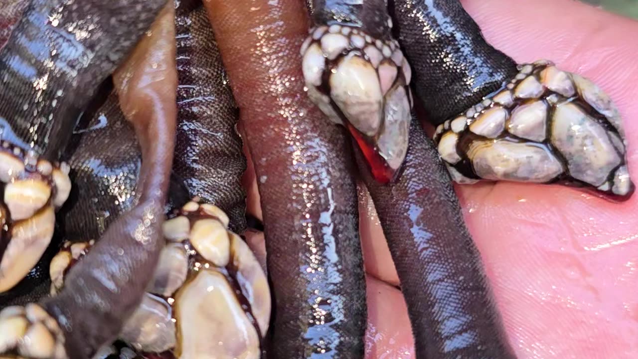 Harvesting Goose Barnacles