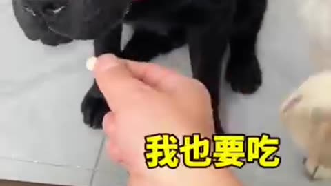 Amazing dog behaviour