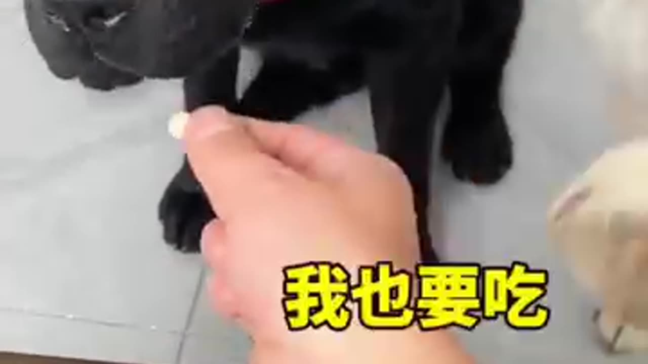 Amazing dog behaviour