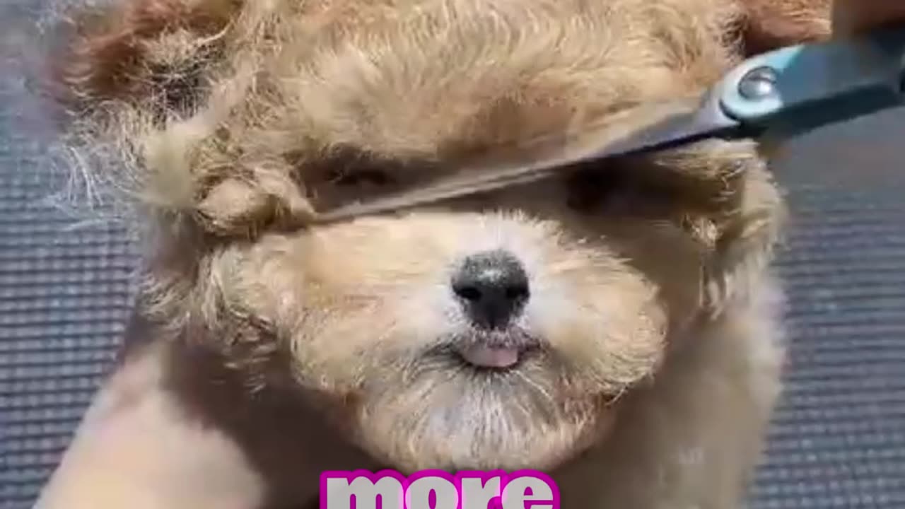 Top Dog Breeds for Pet Lovers 🐶❤️ | Part 5 | USA Favorites