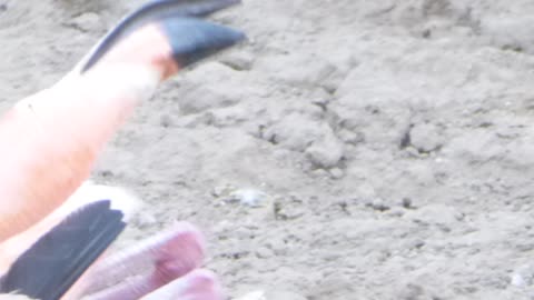 Baby flamingo resting on adult's back! SO CUTE!!!